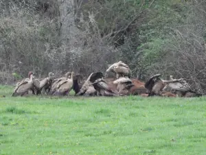 Menno 02 Vale gieren feestmaal